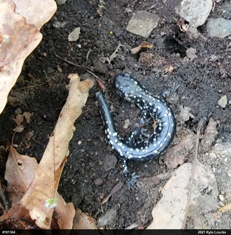 Northern Slimy Salamander