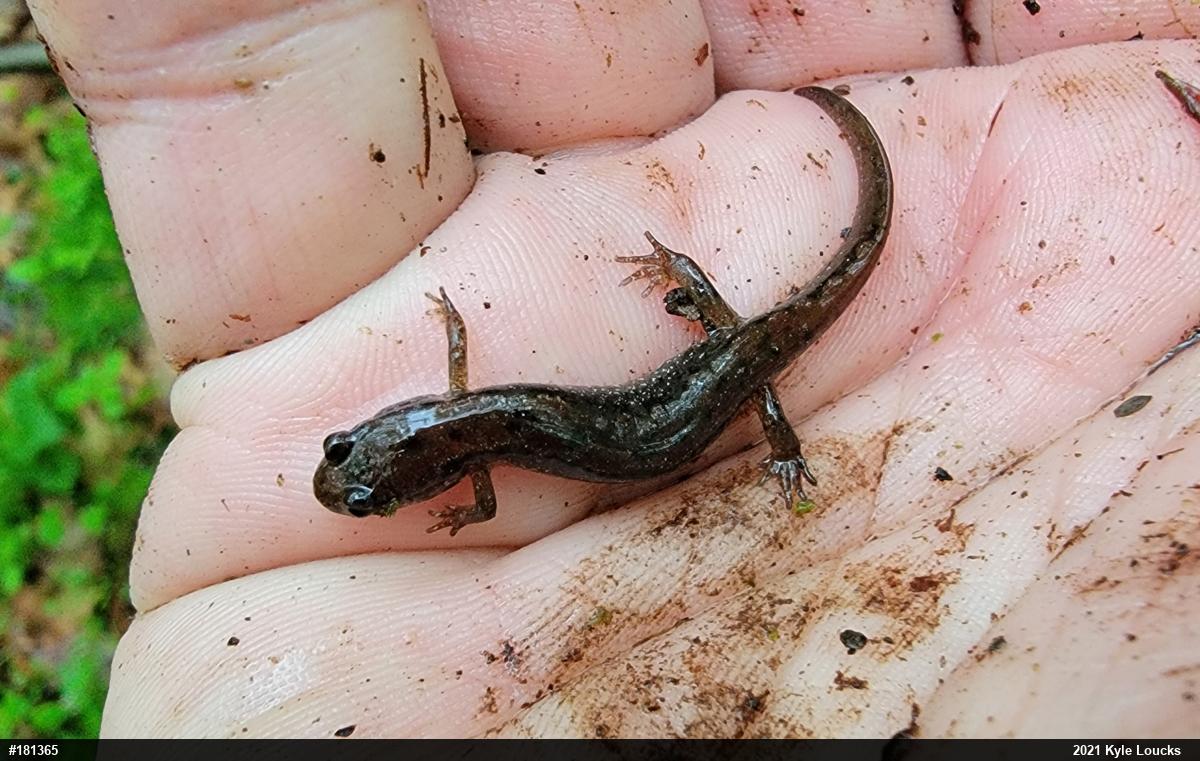 Northern Dusky Salamander