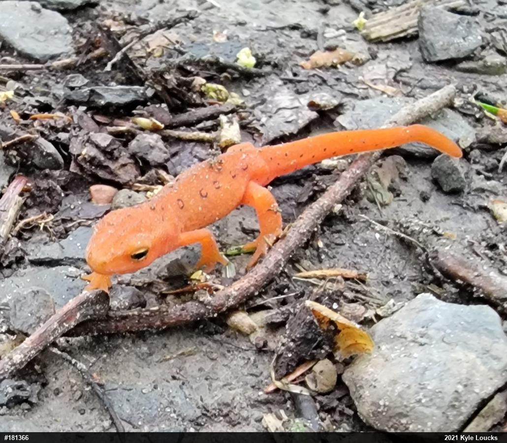 Red-spotted Newt