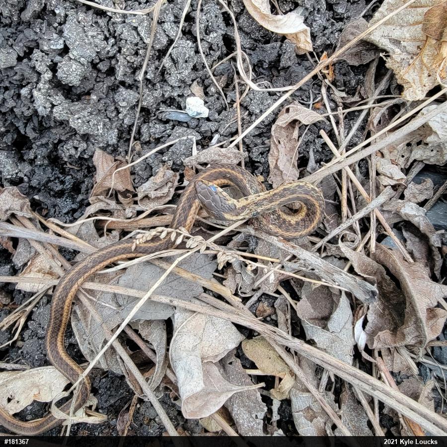 Eastern Gartersnake