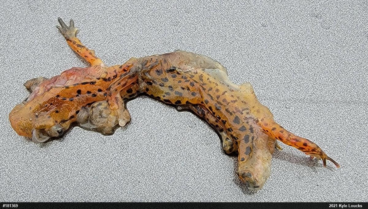 Eastern Long-tailed Salamander