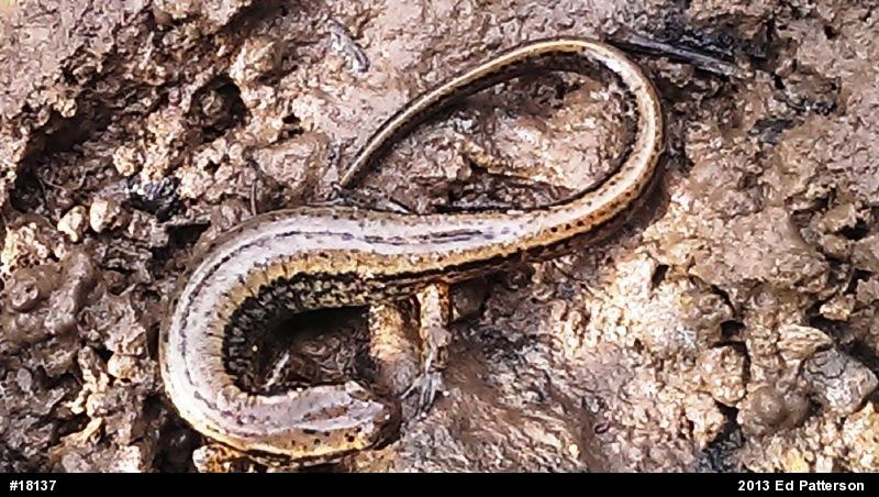 Northern Two-lined Salamander