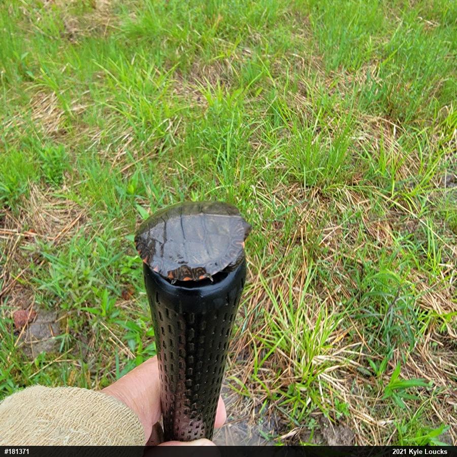 Eastern Painted Turtle