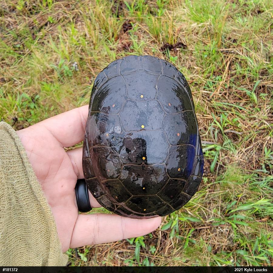 Spotted Turtle