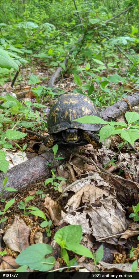 Eastern Box Turtle