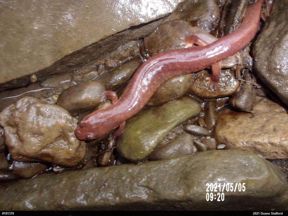 Northern Spring Salamander