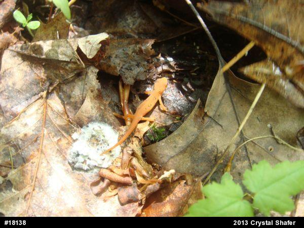 Red-spotted Newt