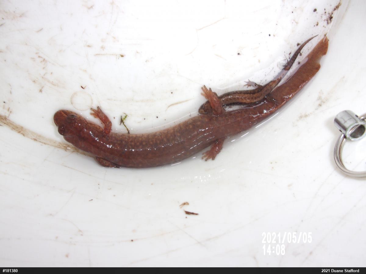 Allegheny Mountain Dusky Salamander
