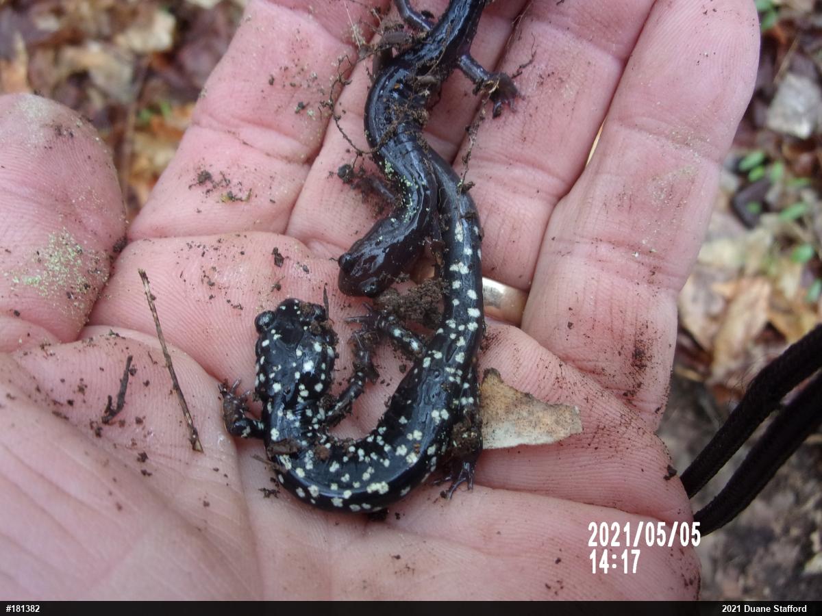 Wehrle's Salamander