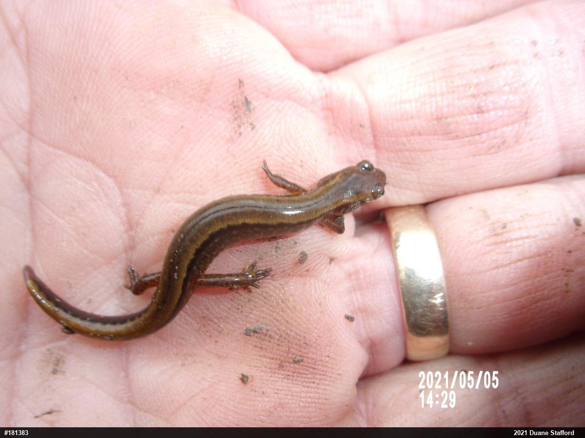 Northern Two-lined Salamander