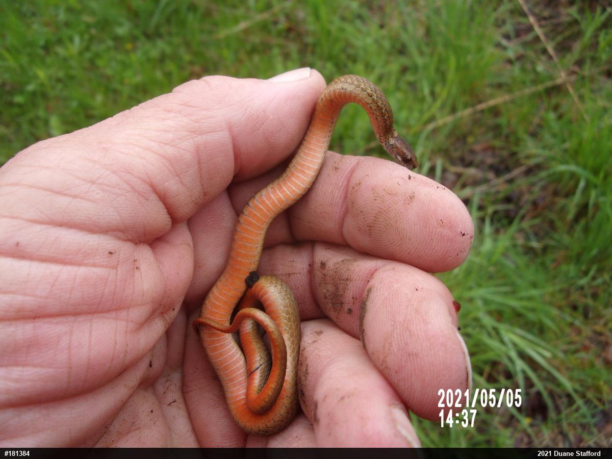 Red-bellied Snake