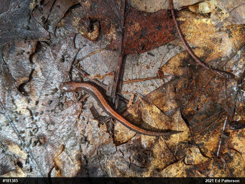 Eastern Red-backed  Salamander