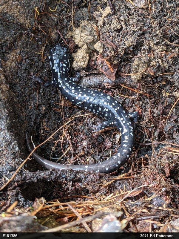 Northern Slimy Salamander
