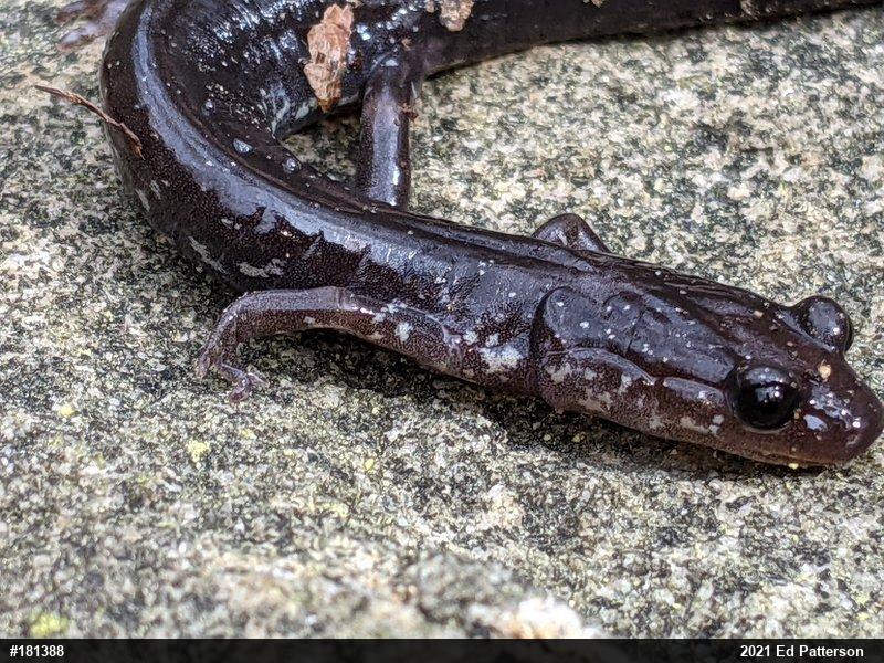 Wehrle's Salamander