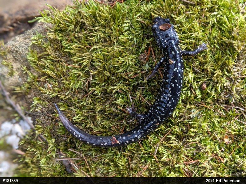 Northern Slimy Salamander