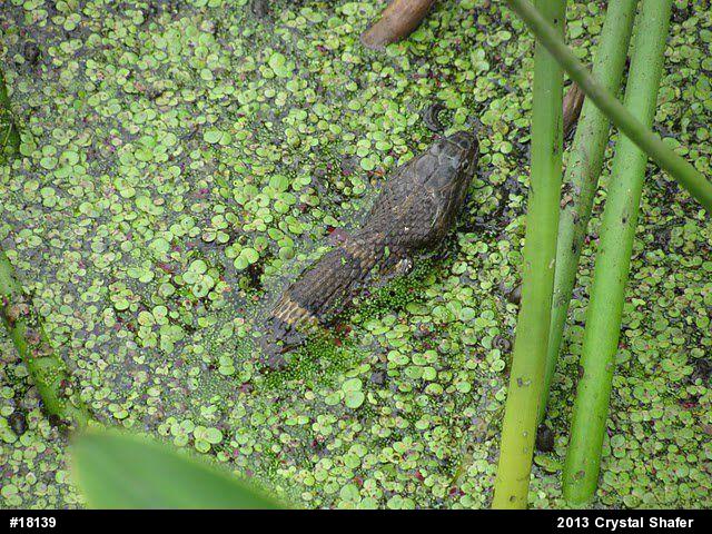 Northern Watersnake