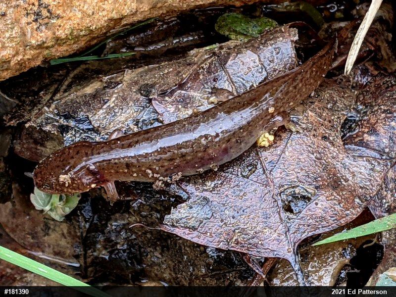 Northern Red Salamander