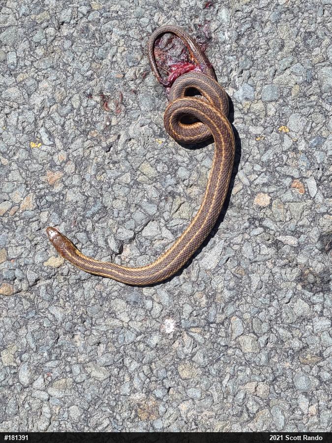 Eastern Gartersnake