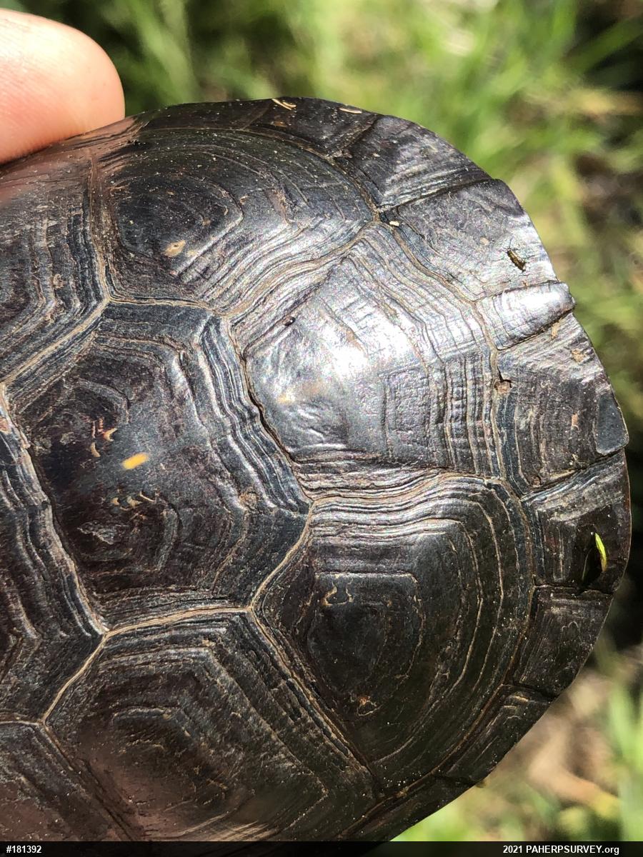 Spotted Turtle
