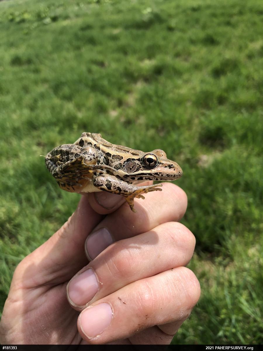 Pickerel Frog