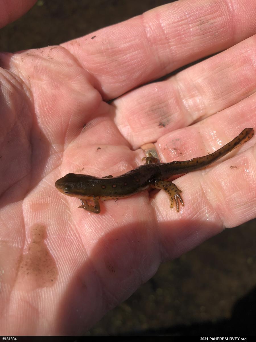 Red-spotted Newt
