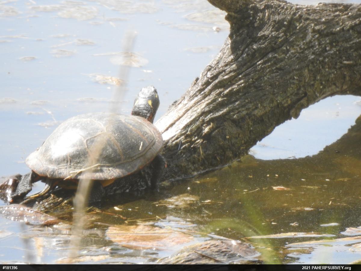 Painted Turtle