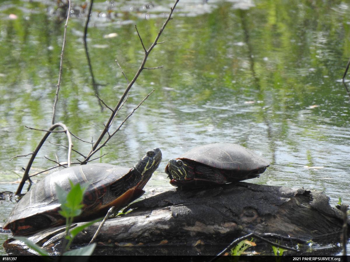 Painted Turtle