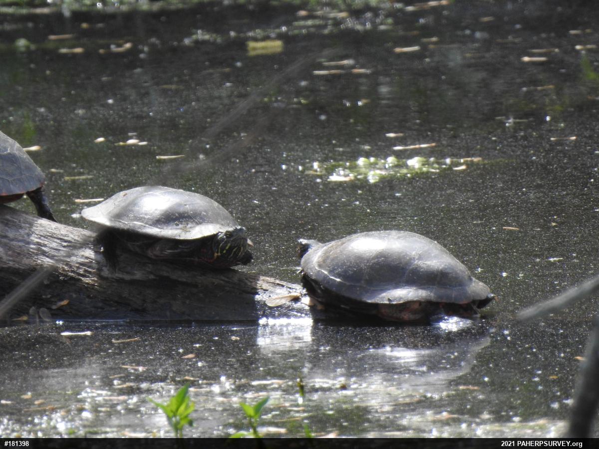 Painted Turtle