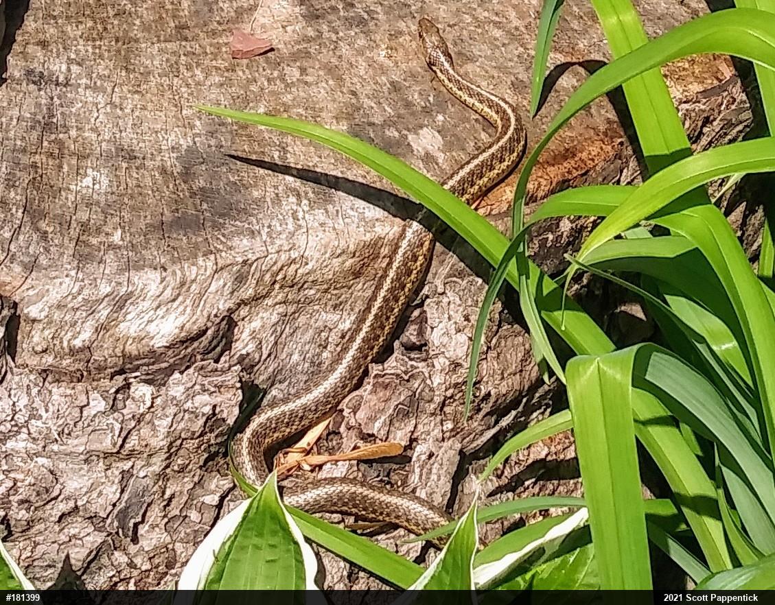 Eastern Gartersnake