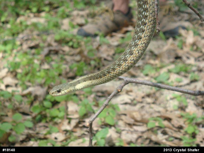 Eastern Gartersnake