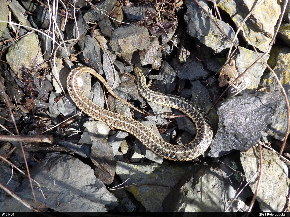 Eastern Gartersnake