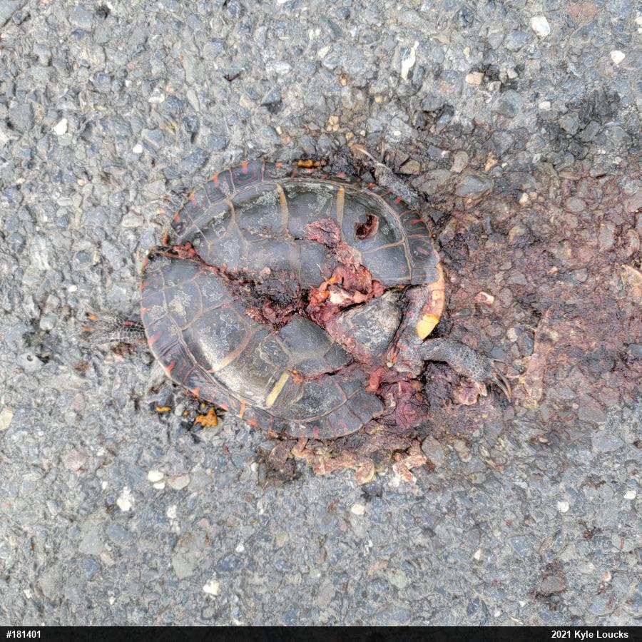 Eastern Painted Turtle