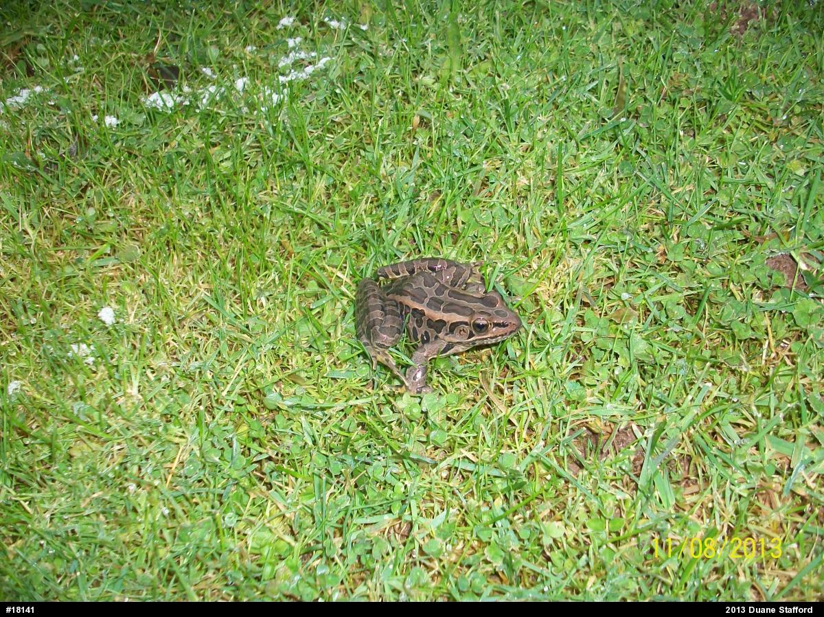 Pickerel Frog