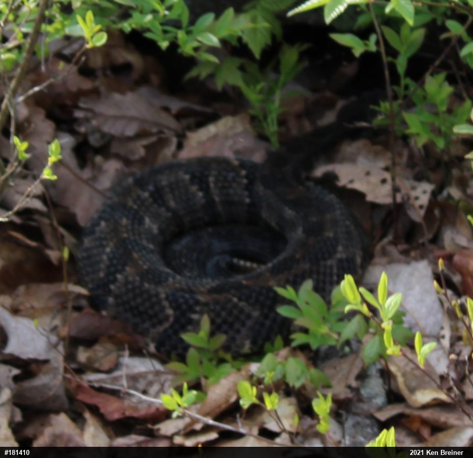 Timber Rattlesnake
