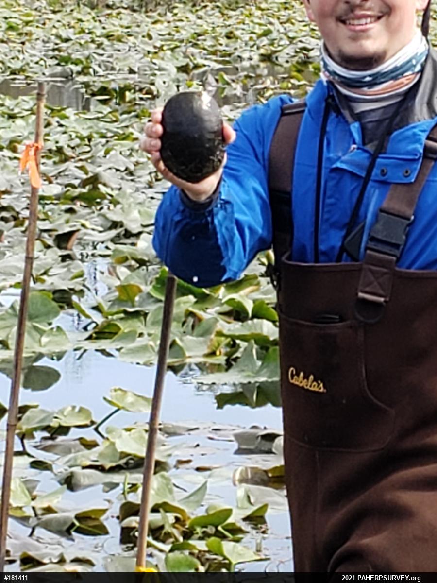 Midland Painted Turtle