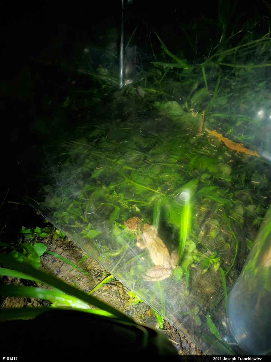 Spring Peeper