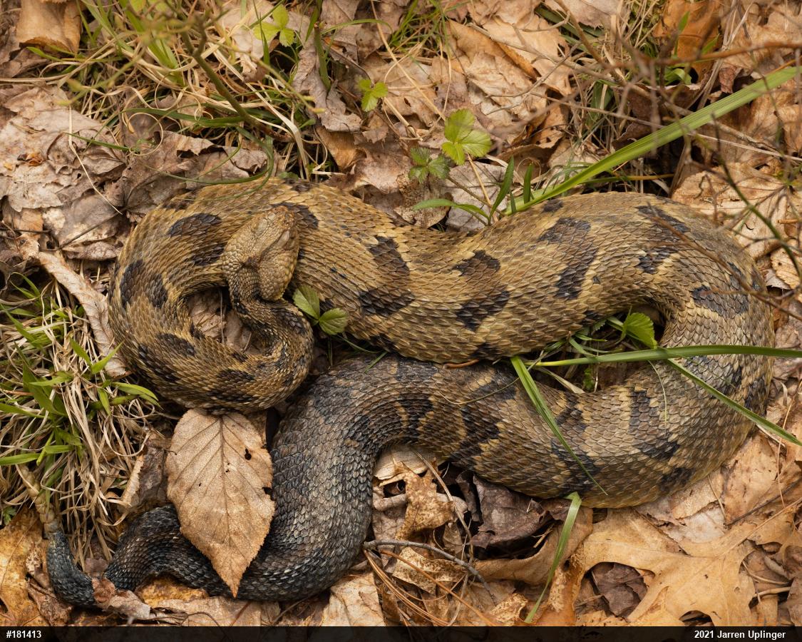 Timber Rattlesnake