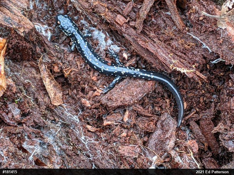Northern Slimy Salamander