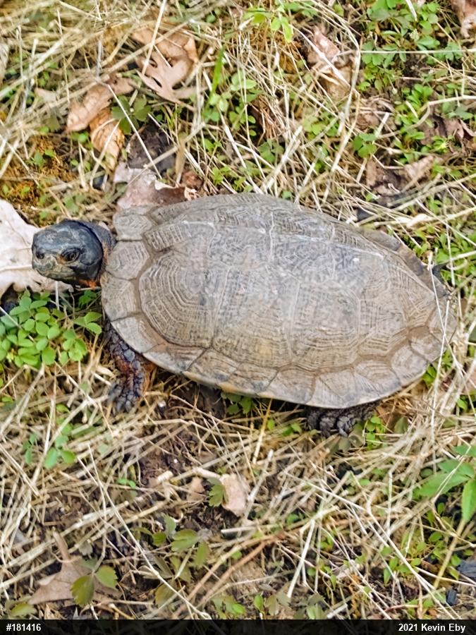 Wood Turtle
