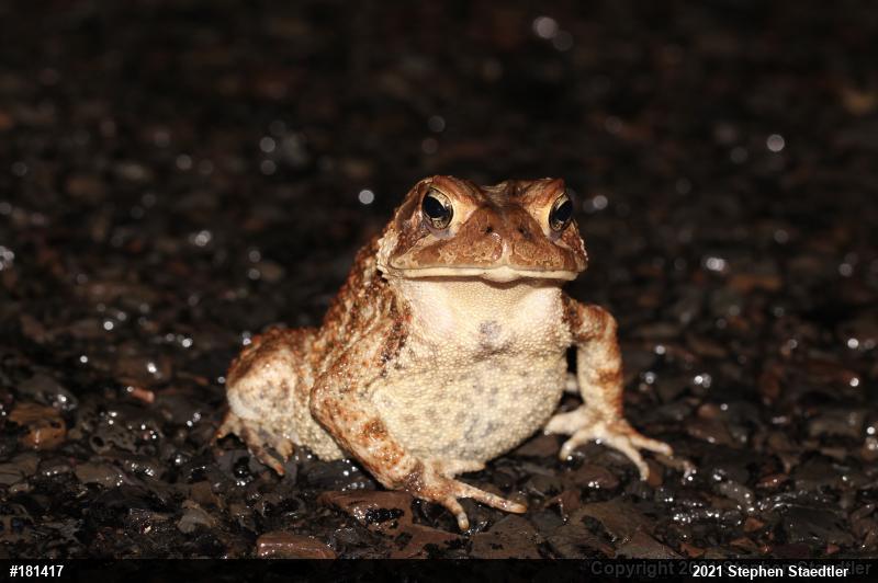 Eastern American Toad