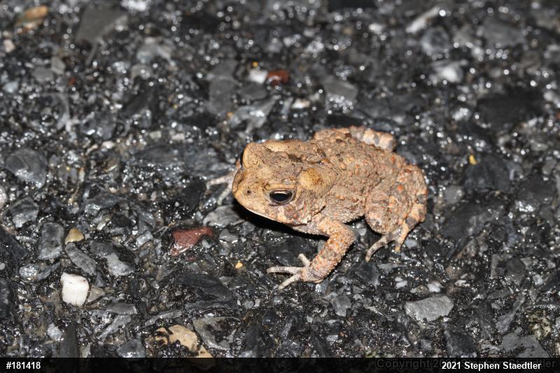 Eastern American Toad