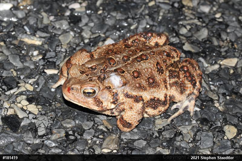 Eastern American Toad
