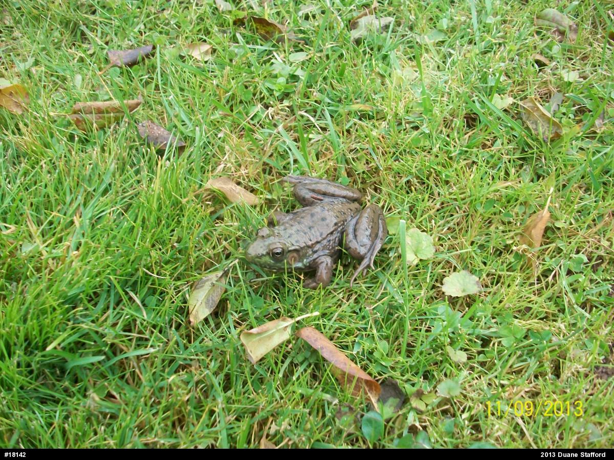 Green Frog