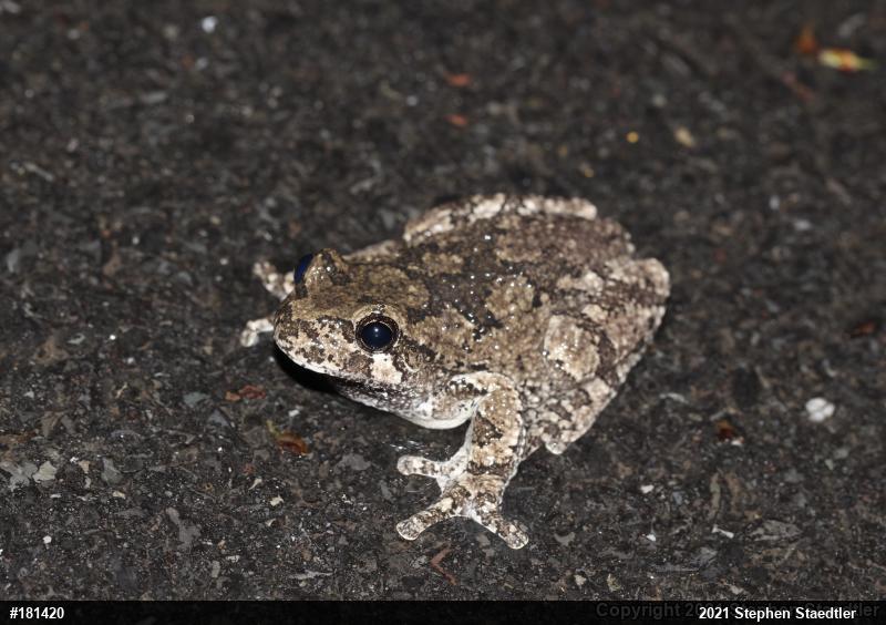 Unknown Gray Treefrog