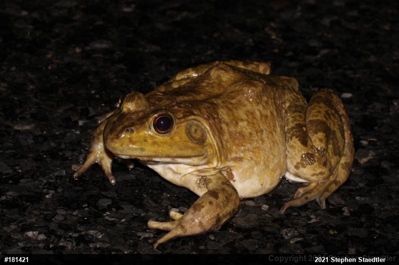 American Bullfrog