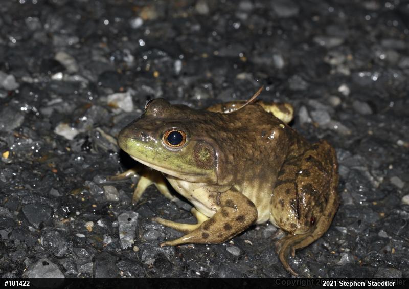 American Bullfrog