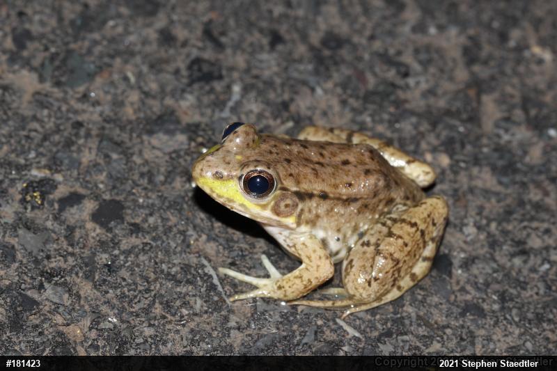Green Frog
