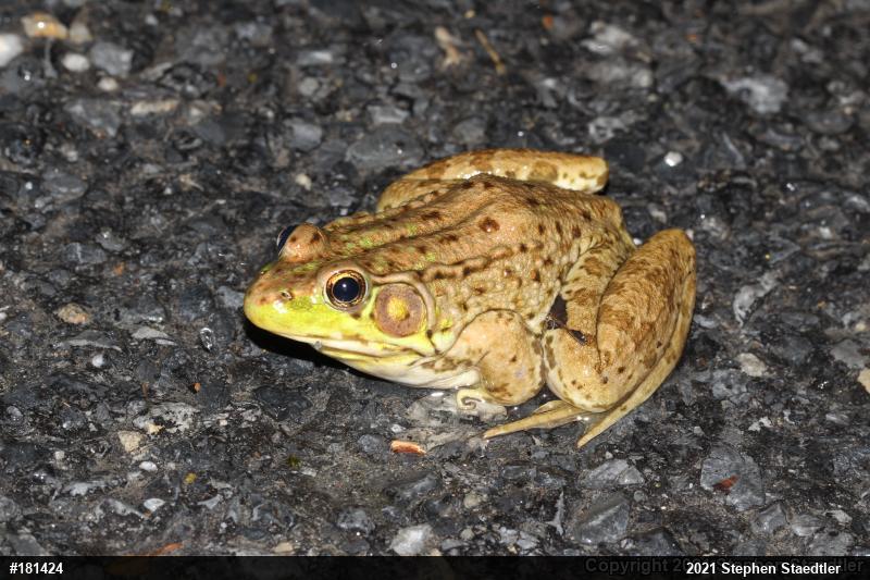 Green Frog