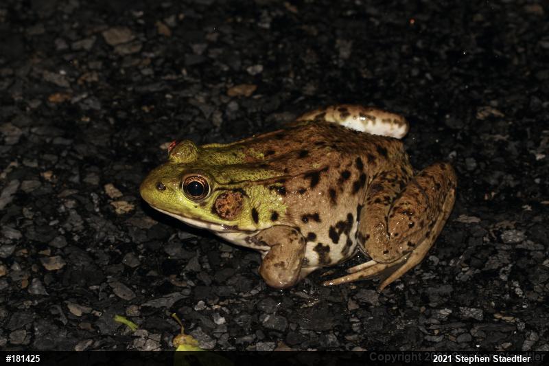 Green Frog
