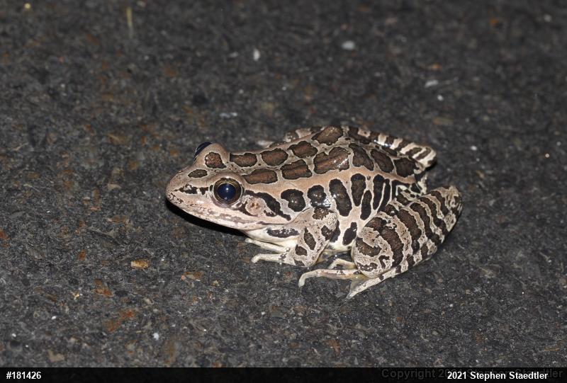 Pickerel Frog